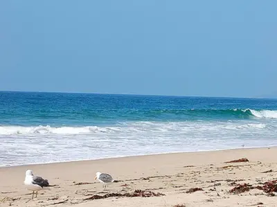 two birds standing on a beach near the ocean at Malibu Ocean Villa with King Bed, Hot Tub, Beach, BBQ in Malibu