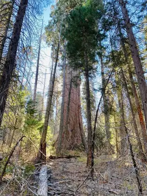 a large tree in the middle of a forest at Modern House on 5 acr in Sequoia National Forest in Panorama Heights