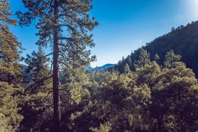 a view of a forest of trees and a blue sky at Spectacular Designer Treehouse with Mountain Views in Pine Mountain Club