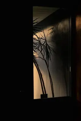 a palm tree in a window in a dark room at Eichler Mid Century Modern Designer Pool/Jacuzzi in Thousand Oaks
