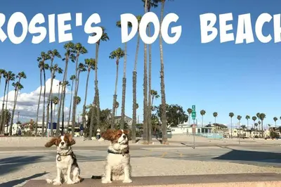 two dogs sitting on the beach with the words rogues dog beach at Huge Updated Spanish Apt - Steps to Beach & Bay! in Long Beach