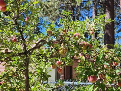 a tree with apples on it in front of a house at Creek Runner's Lodge in Big Bear Lake