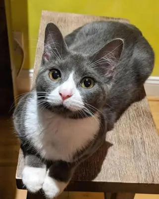 a gray and white cat sitting on a chair at Cozy Private Room & Bath Central Location LA in Los Angeles