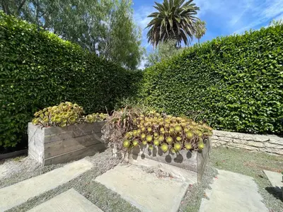 a bunch of fruit hanging from a hedge at 2 BR 2 BA - Eco House and Garden Vacation Retreat and Remote Workspace for Families, Couples and Solo Travelers in Coveted Culver in Culver City