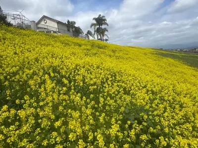a field of yellow flowers on a hill at AB&B suite in Chino Hills