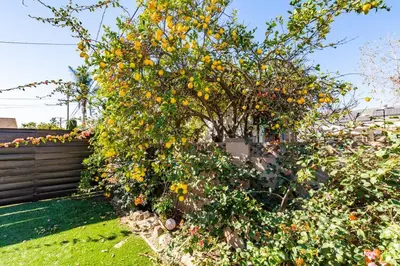 a tree with oranges on it in a yard at Coastal Retreat With a minimum stay of 30 days in Lakewood