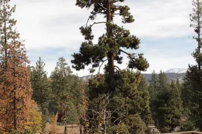 a large pine tree in the middle of a forest at Slope Vista Escape in Fawnskin