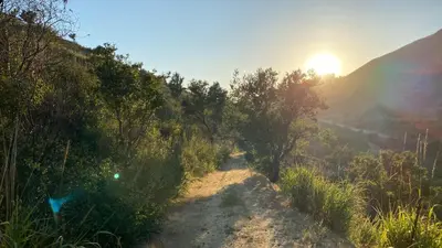 a dirt trail with trees and the sun in the background at Malibu Ranch Guest House Hideway in Malibu
