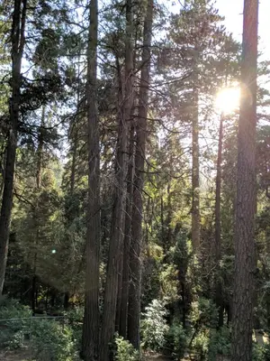 a forest of trees with the sun shining through them at “The Grey Haven” – Secluded home in the woods in Lake Arrowhead
