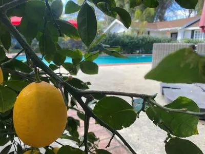 a lemon hanging from a tree in front of a pool at Guest house with private entry and large pool in Los Angeles