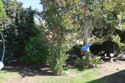 a garden with a tree with flowers and a blue flag at Private Room with Laundry and Pool access in Riverside