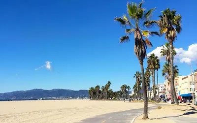 a group of palm trees on a sandy beach at Private Cozy Guest House, King Bed, Parking, Pet Friendly near Penmar Golf Course! in Los Angeles