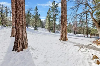 two trees in the snow in a forest at Smith chalet at snow summit #2278 in Big Bear Lake