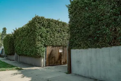 an ivy covered fence with a wooden gate and a hedge at Cozy 3 Bedroom Hollywood Home- Quick Walk To All Tourist Spots! in Los Angeles
