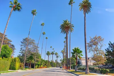a street with palm trees on the side of a road at Las Palmas Hotel in Los Angeles