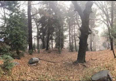 a foggy forest with trees and leaves on the ground at Bugsy's Hideout in Lake Arrowhead