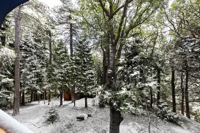 a tree with snow on it in a forest at Bugsy's Hideout in Lake Arrowhead