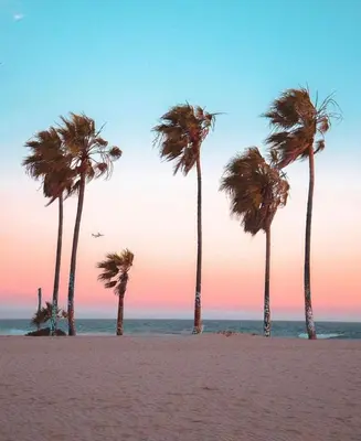a group of palm trees on a beach at Cozy spot in Koreatown in Los Angeles