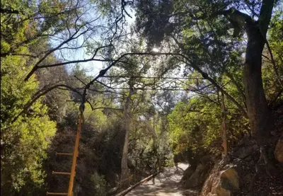 a tree with a ladder in the middle of a dirt road at Japanese Tea House with Private Mountain Trails and Creek in Topanga Park