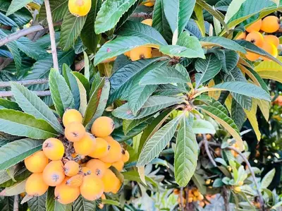 a bunch of oranges hanging from a tree at Huge Family House Vacation Villa VIEW Pool King Bedroom in Walnut