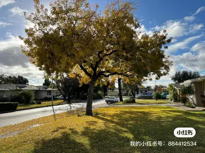 a tree on the side of a street at \u6e29\u99a8\u7684\u5c0f\u623f\u95f4 in West Covina