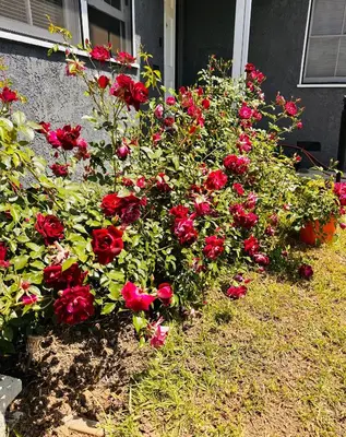 a group of red roses in front of a house at Los Angeles Red Rose in Monterey Park