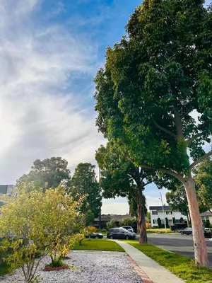 a street with trees and cars on a road at Los Angeles Blue Nest in Monterey Park
