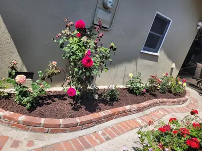 a flower bed with pink roses in front of a building at Extremely Chill 3 Bedroom Home in Long Beach