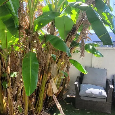 a chair sitting next to a banana tree at LA Getaway Oasis in Los Angeles