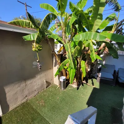 a banana tree on the side of a house at LA Getaway Oasis in Los Angeles