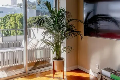 a potted plant in a room next to a window at On Sunset Blvd - 5 star retreat in Los Angeles