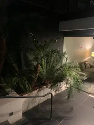 a group of palm trees in a room at Masion de Beverly Hills in Los Angeles