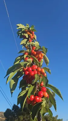 a tree with lots of red berries on it at Alpaca Rustic Ranch-peaceful & breathtaking views in Santa Clarita