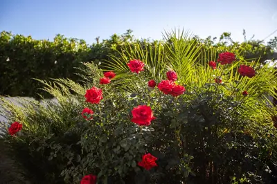 a bunch of red roses in a bush at Sunny SoCal Escape 3BR 2BA Bright home with pool in Winnetka