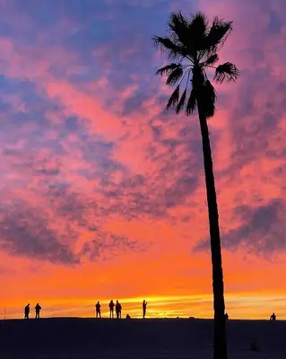 a palm tree on the beach with a sunset at King Oasis - steps to beach with garden patio! in Los Angeles