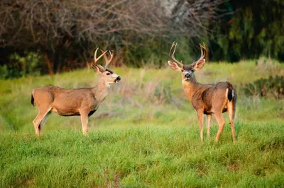 two deer standing in a field of grass at Contemporary Classic on a Private Mountain Lake in Lake Arrowhead