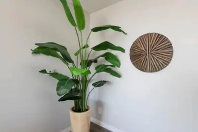 a plant in a vase in a room with a wall at 2BR Hollywood Apt Deluxe in Los Angeles