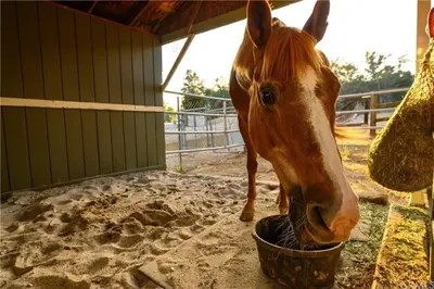 a horse eating food out of a bucket at Peaceful 5-Acre Stay - The Emerald Grove Retreat in La Verne