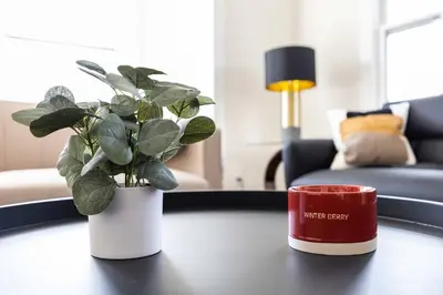 a coffee cup and a potted plant on a table at Charming Craftsman Near DTLA in Los Angeles