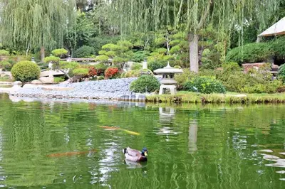 a duck swimming in a pond in a garden at BonVoyage-Sleep&Sail Overnight Stays-Sleeps 6-8 in Long Beach