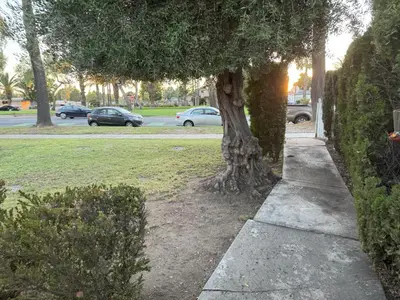 a tree on a sidewalk next to a street at King's Suite Escape in Ontario