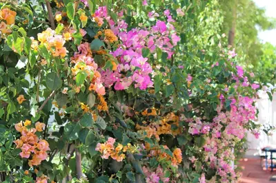 a bunch of pink and orange flowers on a bush at Sweet Dreams B&B LA in Sherman Oaks