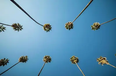 a group of palm trees against a blue sky at Spacious and Bright West Hollywood Pool & Gym in Los Angeles