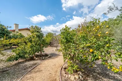 an orchard of orange trees in front of a house at Casa Tranquility by Paradise Retreats in Carpinteria