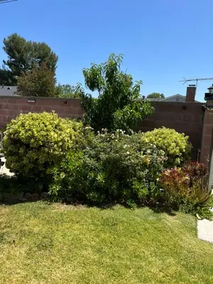 a group of bushes in front of a brick wall at Just The Two Of Us -Romantic Pool View And Private Entry Sleeps 2 Near CSUN CSUN in North Hills