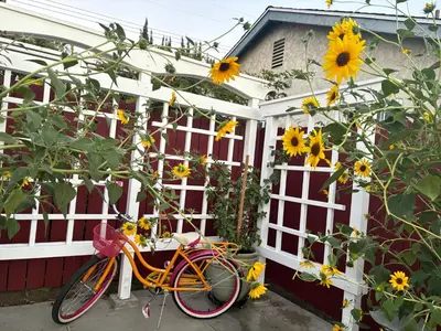 an orange bike parked next to a fence with sunflowers at 1 bedroom In a quiet neighborhood near the Main Street- Room A in Rowland Heights