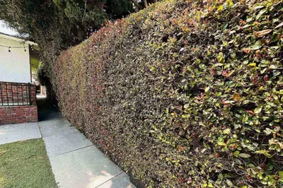 a ivy covered wall next to a sidewalk at Walgrove Guest House in Los Angeles
