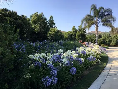 a garden with purple and white flowers and a palm tree at Romantic and Relaxing Villa Retreat with a Jacuzzi near Somis, California in Somis