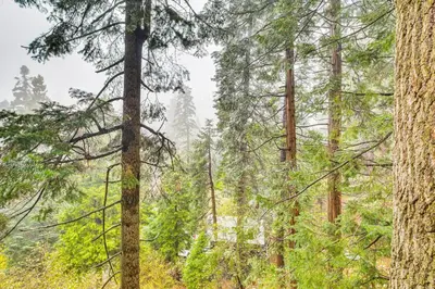 a forest of pine trees with fog in the background at 3 Mi to Lake Arrowhead Village Pine-View Home! in Lake Arrowhead