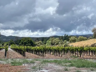 a vineyard with a bunch of vines in a field at Sierra Pelona Motel in Santa Clarita
